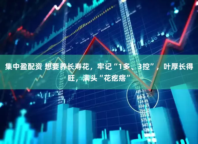集中盈配资 想要养长寿花，牢记“1多、3控”，叶厚长得旺，满头“花疙瘩”